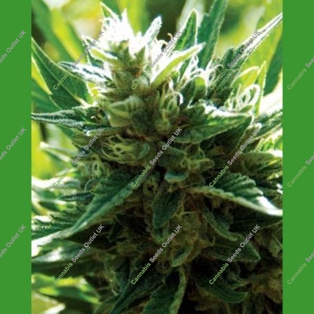 Cali Jack Regular Marijuana Strain by Medicann For Sale Online at Cannabis Seeds Outlet