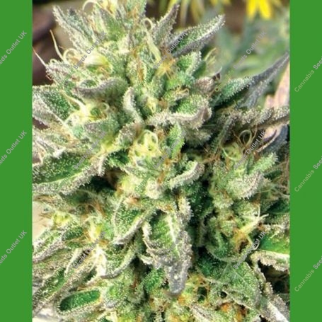 Chem Dawg Regular Marijuana Strain by Medicann For Sale Online at Cannabis Seeds Outlet