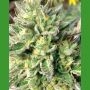 Chem Dawg Regular Marijuana Strain by Medicann For Sale Online at Cannabis Seeds Outlet