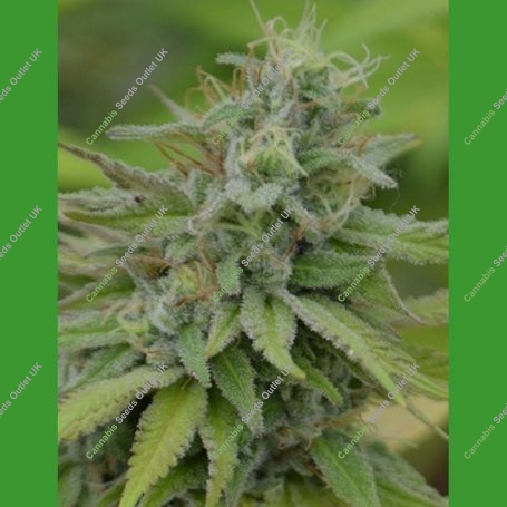Cookie Dream Feminized Marijuana Strain by Medicann For Sale Online at Cannabis Seeds Outlet
