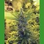 Critical Dawg Regular Marijuana Strain by Medicann For Sale Online at Cannabis Seeds Outlet