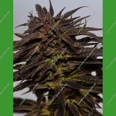 Do Si Dos Feminized Marijuana Strain by Medicann For Sale Online at Cannabis Seeds Outlet
