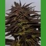 Do Si Dos Feminized Marijuana Strain by Medicann For Sale Online at Cannabis Seeds Outlet