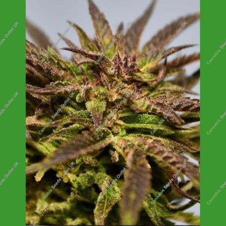 Gelato Feminized Marijuana Strain by Medicann For Sale Online at Cannabis Seeds Outlet