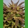 Gelato Feminized Marijuana Strain by Medicann For Sale Online at Cannabis Seeds Outlet