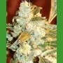 Kush Fromage Regular Marijuana Strain by Medicann For Sale Online at Cannabis Seeds Outlet