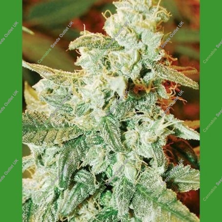 Kush Fromage Auto Regular Marijuana Strain by Medicann For Sale Online at Cannabis Seeds Outlet