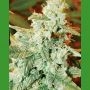 Kush Fromage Auto Regular Marijuana Strain by Medicann For Sale Online at Cannabis Seeds Outlet
