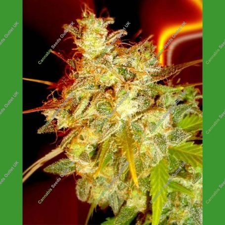 Mazari Grape Regular Marijuana Strain by Medicann For Sale Online at Cannabis Seeds Outlet