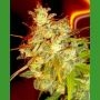 Mazari Grape Regular Marijuana Strain by Medicann For Sale Online at Cannabis Seeds Outlet