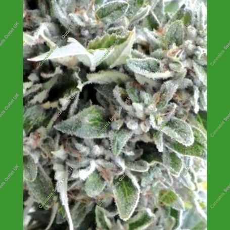OG Kush Regular Marijuana Strain by Medicann For Sale Online at Cannabis Seeds Outlet