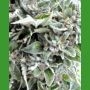 OG Kush Regular Marijuana Strain by Medicann For Sale Online at Cannabis Seeds Outlet