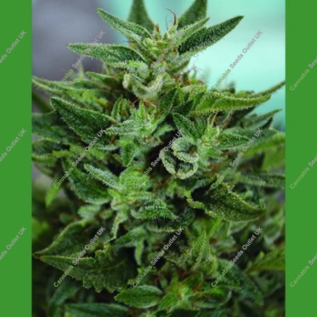 OG Kush CBD Regular Marijuana Strain by Medicann For Sale Online at Cannabis Seeds Outlet