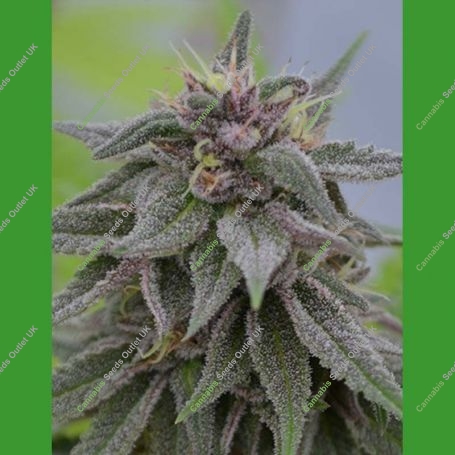 Peach Candy Feminized Marijuana Strain by Medicann For Sale Online at Cannabis Seeds Outlet