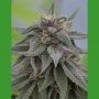 Peach Candy Feminized Marijuana Strain by Medicann For Sale Online at Cannabis Seeds Outlet