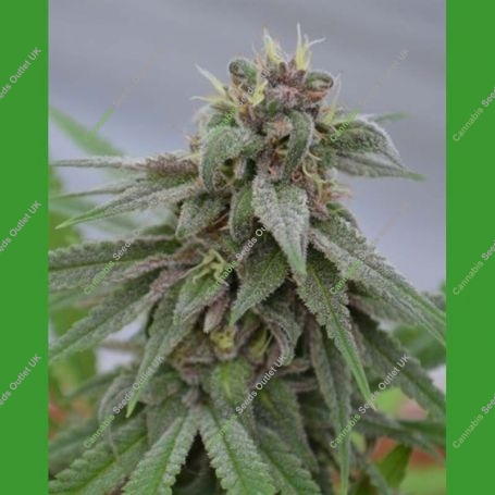 Pure Kush Regular Marijuana Strain by Medicann For Sale Online at Cannabis Seeds Outlet