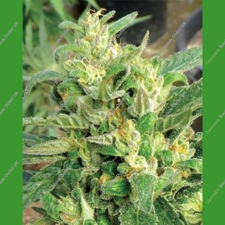 Scrog Regular Marijuana Strain by Medicann For Sale Online at Cannabis Seeds Outlet