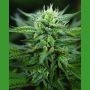 Scrog CBD Regular Marijuana Strain by Medicann For Sale Online at Cannabis Seeds Outlet