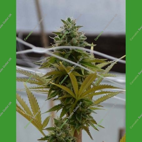 SFV OG Kush Regular Marijuana Strain by Medicann For Sale Online at Cannabis Seeds Outlet