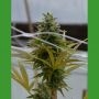 SFV OG Kush Regular Marijuana Strain by Medicann For Sale Online at Cannabis Seeds Outlet