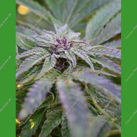 Strawberry Banana Feminized Marijuana Strain by Medicann For Sale Online at Cannabis Seeds Outlet