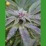 Strawberry Banana Feminized Marijuana Strain by Medicann For Sale Online at Cannabis Seeds Outlet