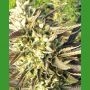 Trainwreck Regular Marijuana Strain by Medicann For Sale Online at Cannabis Seeds Outlet