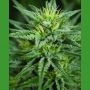 Trainwreck CBD Regular Marijuana Strain by Medicann For Sale Online at Cannabis Seeds Outlet