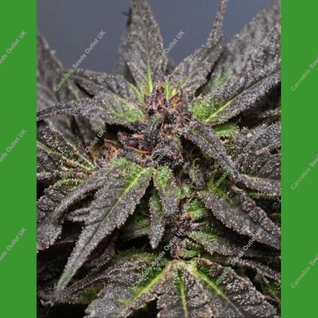 Wedding Cake Feminized Marijuana Strain by Medicann For Sale Online at Cannabis Seeds Outlet