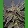 Wedding Cake Feminized Marijuana Strain by Medicann For Sale Online at Cannabis Seeds Outlet