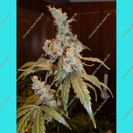 Afghan Haze Regular Marijuana Strain by Mr Nice Seeds For Sale Online at Cannabis Seeds Outlet