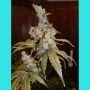Afghan Haze Regular Marijuana Strain by Mr Nice Seeds For Sale Online at Cannabis Seeds Outlet