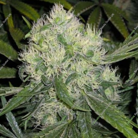 Afghan Skunk Regular Marijuana Strain by Mr Nice Seeds For Sale Online at Cannabis Seeds Outlet