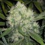 Afghan Skunk Regular Marijuana Strain by Mr Nice Seeds For Sale Online at Cannabis Seeds Outlet