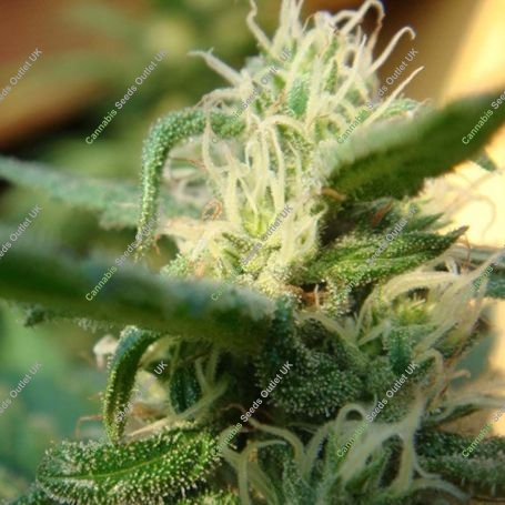 Angel Breath Regular Marijuana Strain by Mr Nice Seeds For Sale Online at Cannabis Seeds Outlet