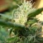 Angel Breath Regular Marijuana Strain by Mr Nice Seeds For Sale Online at Cannabis Seeds Outlet