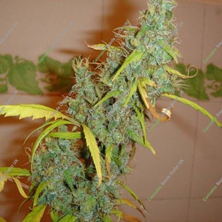 Angel Heart Regular Marijuana Strain by Mr Nice Seeds For Sale Online at Cannabis Seeds Outlet