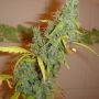 Angel Heart Regular Marijuana Strain by Mr Nice Seeds For Sale Online at Cannabis Seeds Outlet
