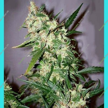 ASH Regular Marijuana Strain by Mr Nice Seeds For Sale Online at Cannabis Seeds Outlet