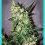 ASH Regular Marijuana Strain by Mr Nice Seeds For Sale Online at Cannabis Seeds Outlet