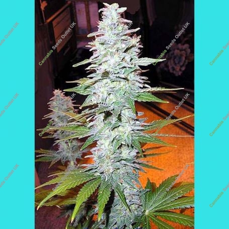Black Widow Regular Marijuana Strain by Mr Nice Seeds For Sale Online at Cannabis Seeds Outlet
