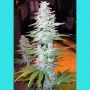 Black Widow Regular Marijuana Strain by Mr Nice Seeds For Sale Online at Cannabis Seeds Outlet