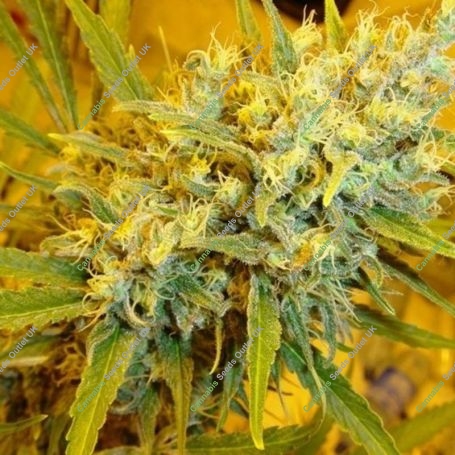 Critical Haze Regular Marijuana Strain by Mr Nice Seeds For Sale Online at Cannabis Seeds Outlet