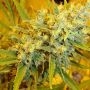 Critical Haze Regular Marijuana Strain by Mr Nice Seeds For Sale Online at Cannabis Seeds Outlet