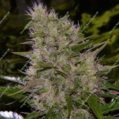 Critical Mass Regular Marijuana Strain by Mr Nice Seeds For Sale Online at Cannabis Seeds Outlet
