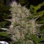 Critical Mass Regular Marijuana Strain by Mr Nice Seeds For Sale Online at Cannabis Seeds Outlet