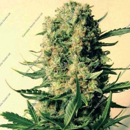 Critical Skunk Regular Marijuana Strain by Mr Nice Seeds For Sale Online at Cannabis Seeds Outlet