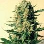 Critical Skunk Regular Marijuana Strain by Mr Nice Seeds For Sale Online at Cannabis Seeds Outlet