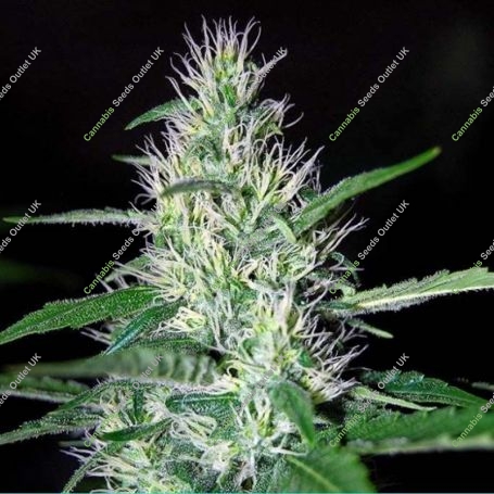 Critical Widow Regular Marijuana Strain by Mr Nice Seeds For Sale Online at Cannabis Seeds Outlet