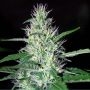 Critical Widow Regular Marijuana Strain by Mr Nice Seeds For Sale Online at Cannabis Seeds Outlet